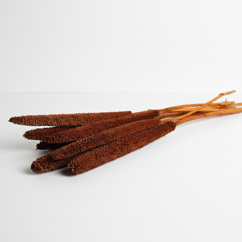 Sušená Babala terracotta – přírodní sušený klas pro dekorace